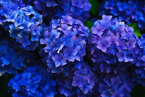 Wat je lievelingsbloem over jouw karakter zegt